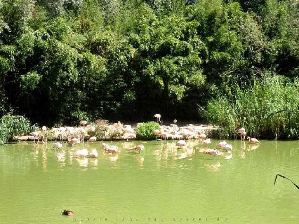 101PARC AUX OISEAUX DANS L AIN 2016 1_000011.jpg